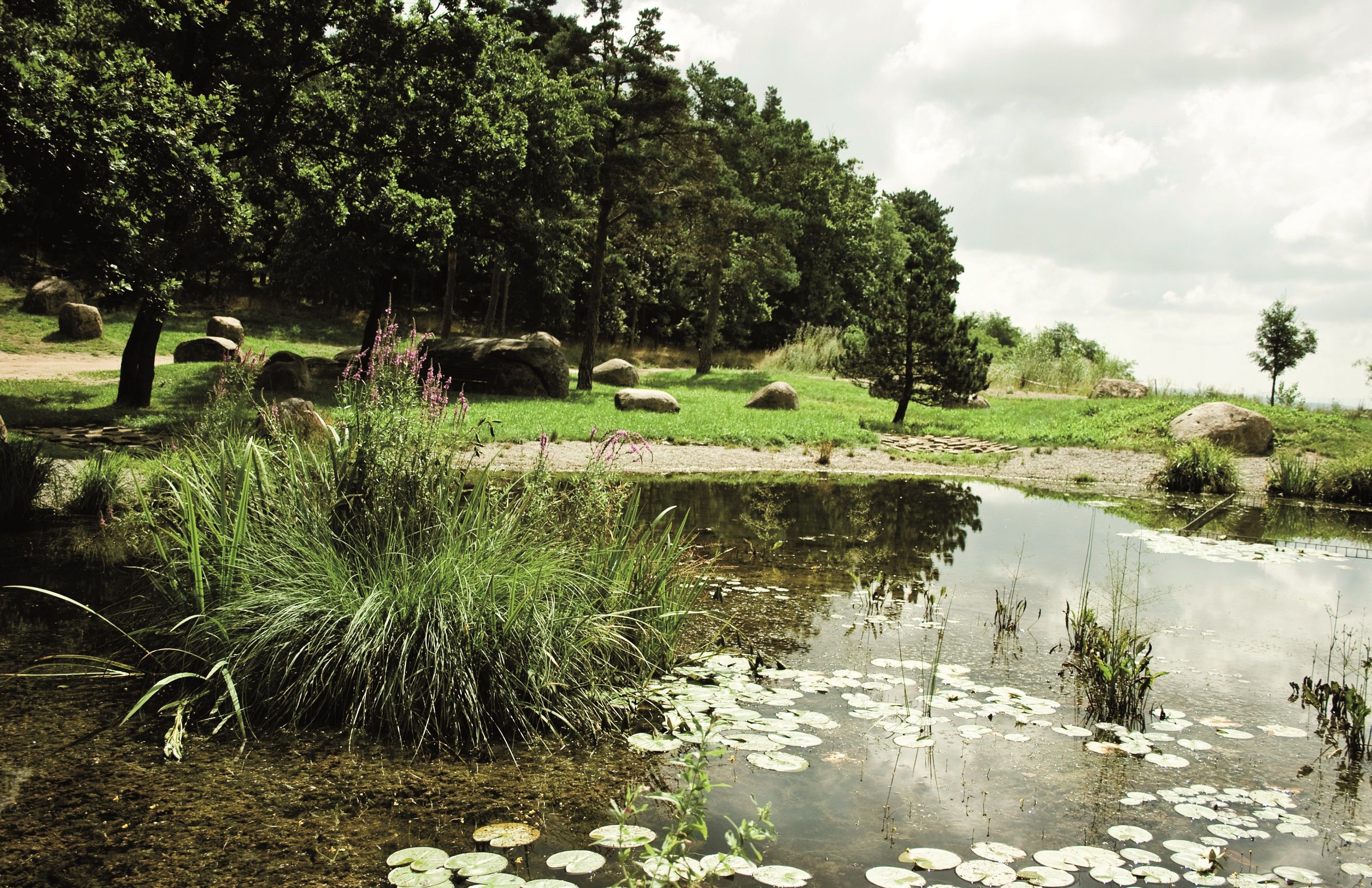 Rybník s leknami, obklopený stromami a trávou, pod zamračenou oblohou.