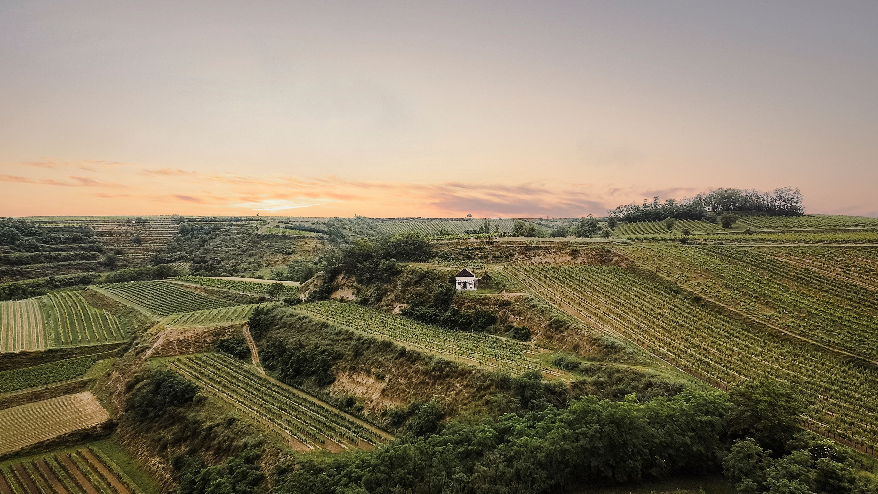 Vineyards at sunset with a small building in the middle.