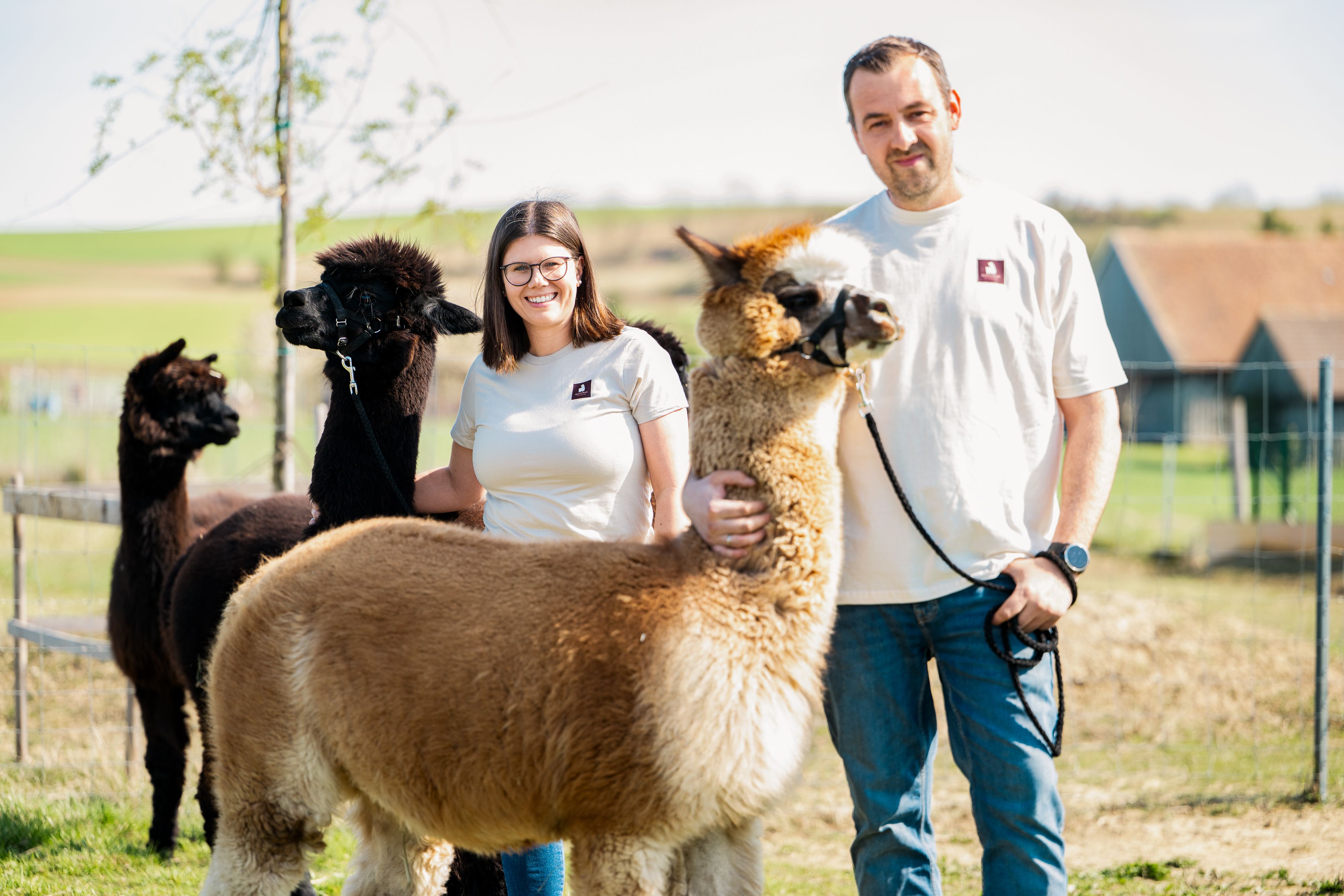 Zwei Personen stehen mit Alpakas auf einer Wiese.