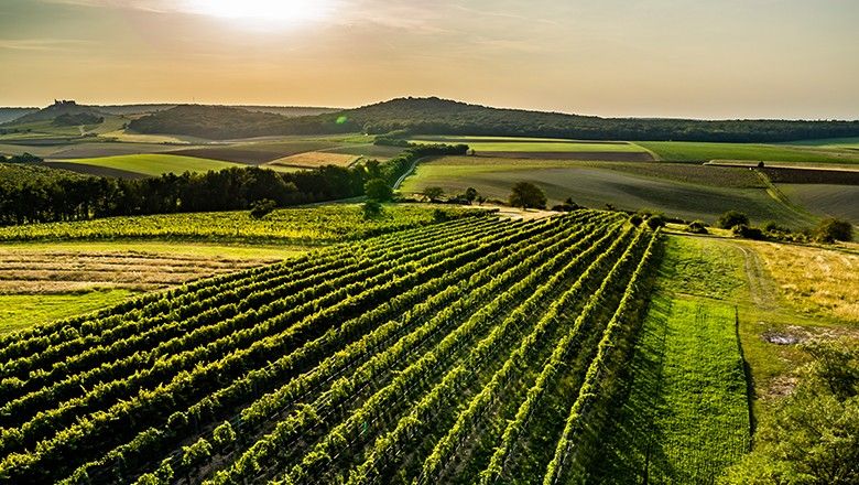 Weinberge in Stützenhofen