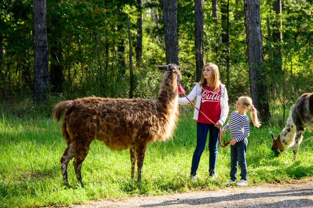Zwei Kinder führen ein Lama im Wald spazieren.