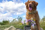 Urlaub mit Hund, © Weinviertel Tourismus / Himml