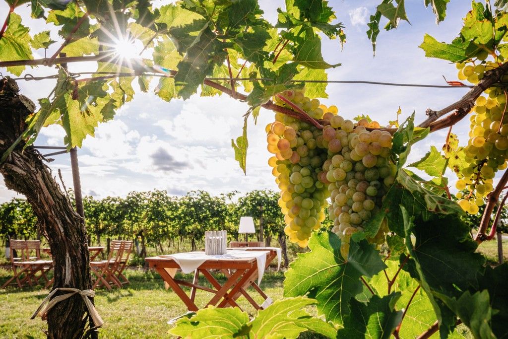 Weinverkostung in den Weingärten - Weingut Sutter