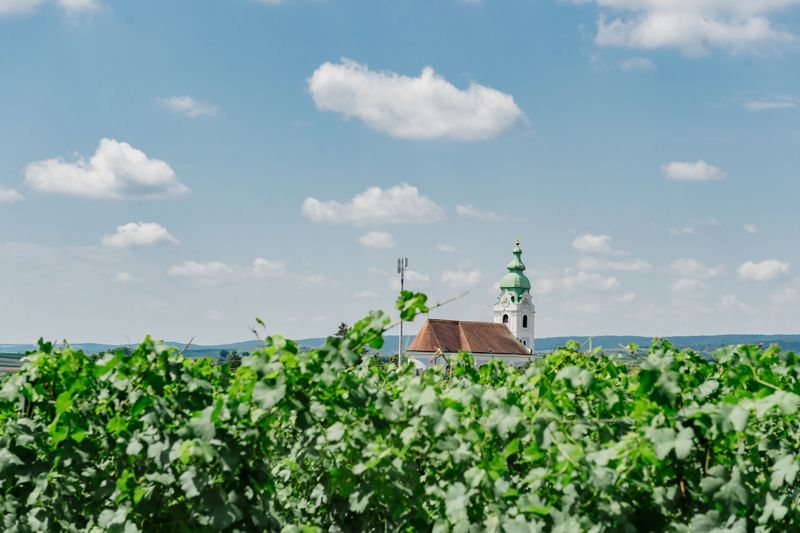 Church tower behind green vines under a blue sky with clouds.