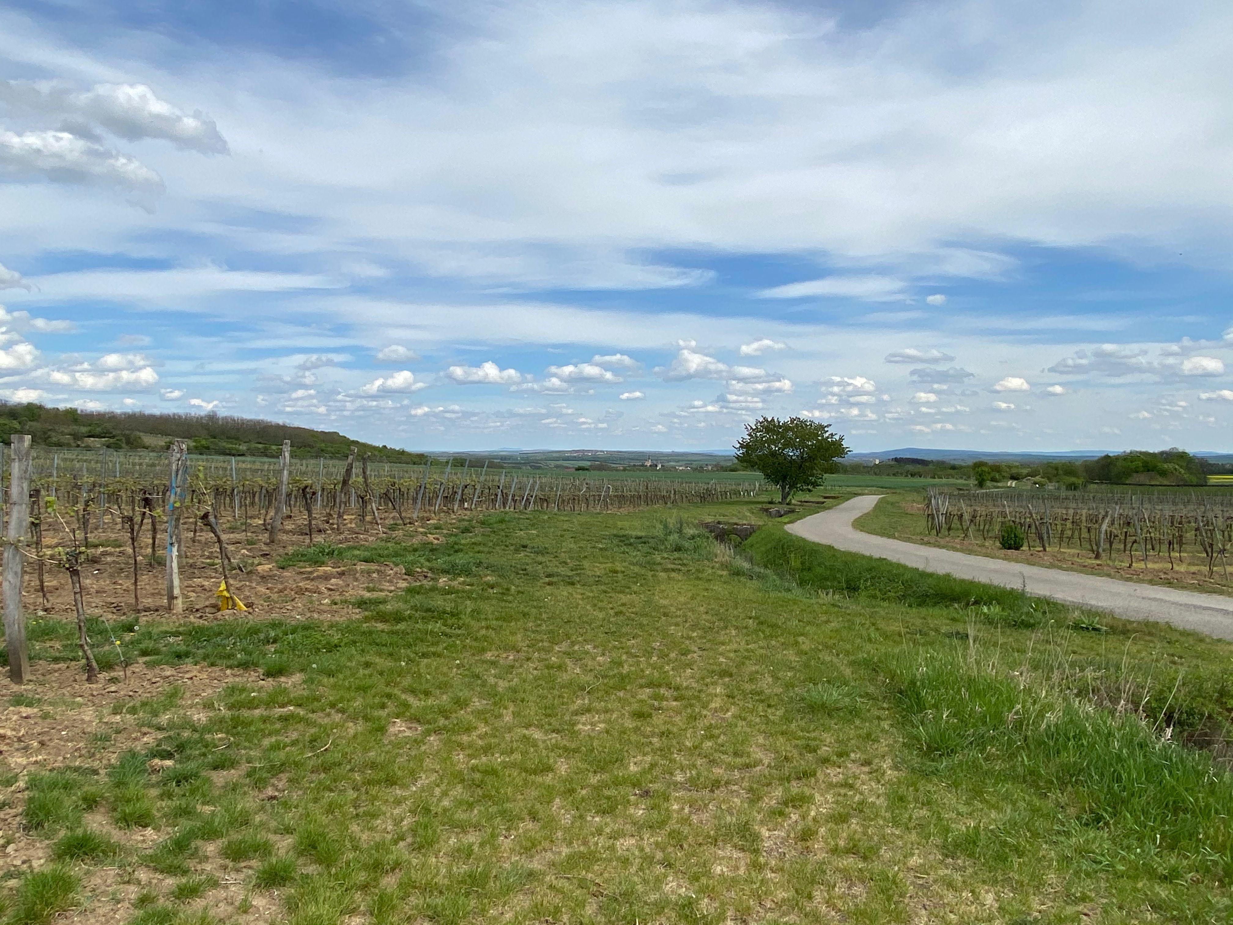 Weinberge mit einem Weg und einem Baum unter blauem Himmel mit Wolken.