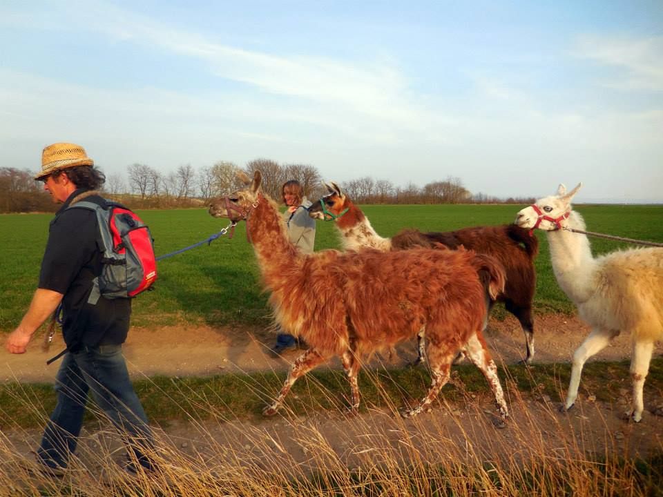 Menschen führen Lamas auf einem Feldweg spazieren.