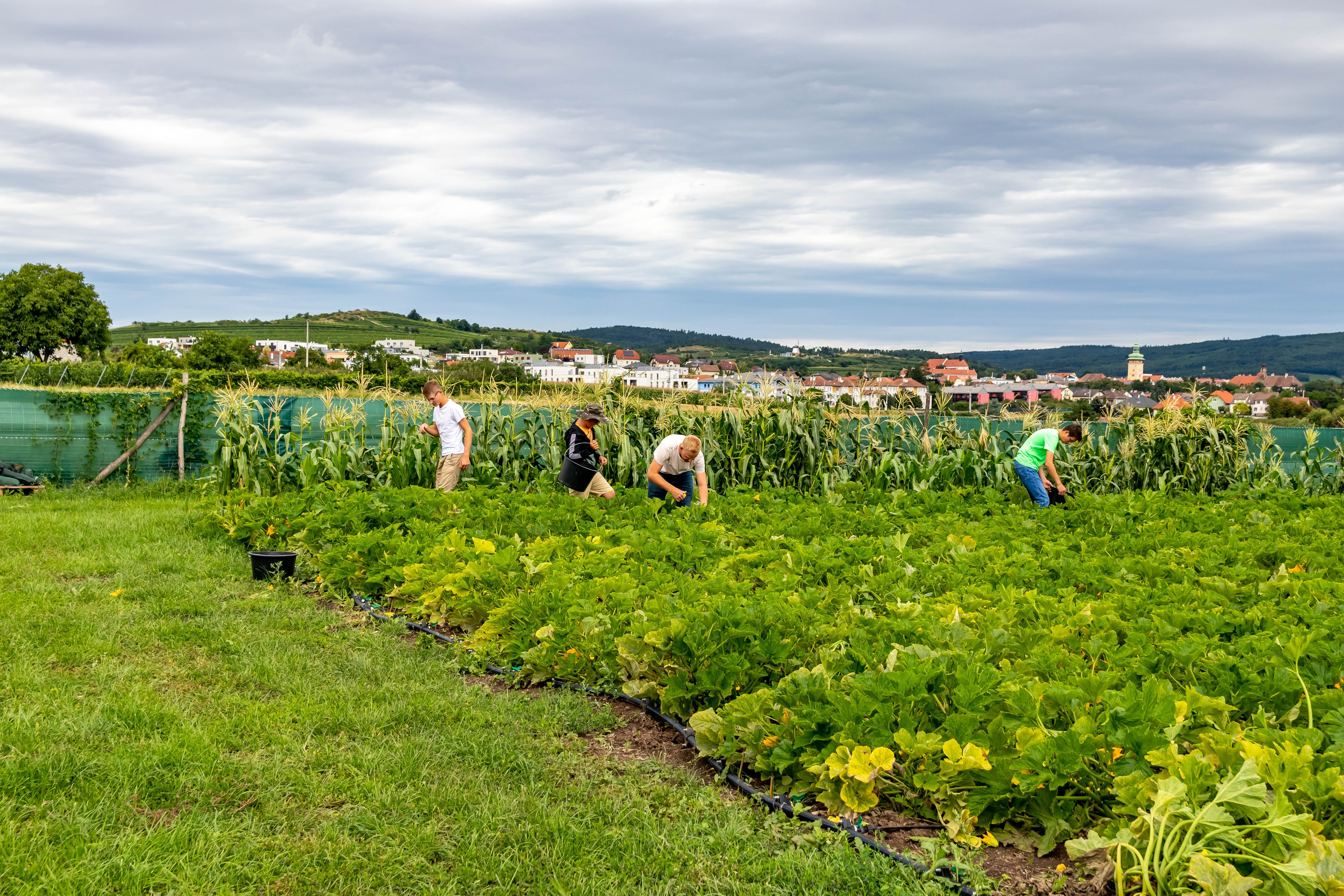 Menschen arbeiten auf einem Feld mit grünen Pflanzen und Mais, im Hintergrund eine Stadt und Hügel.