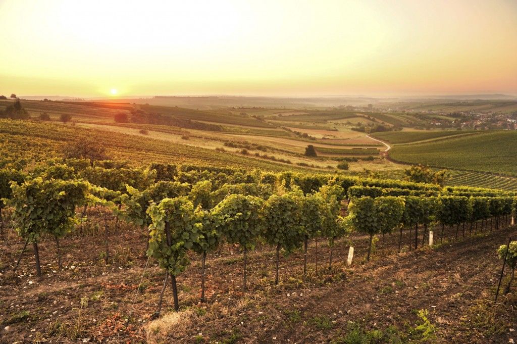 Weinort Herrnbaumgarten