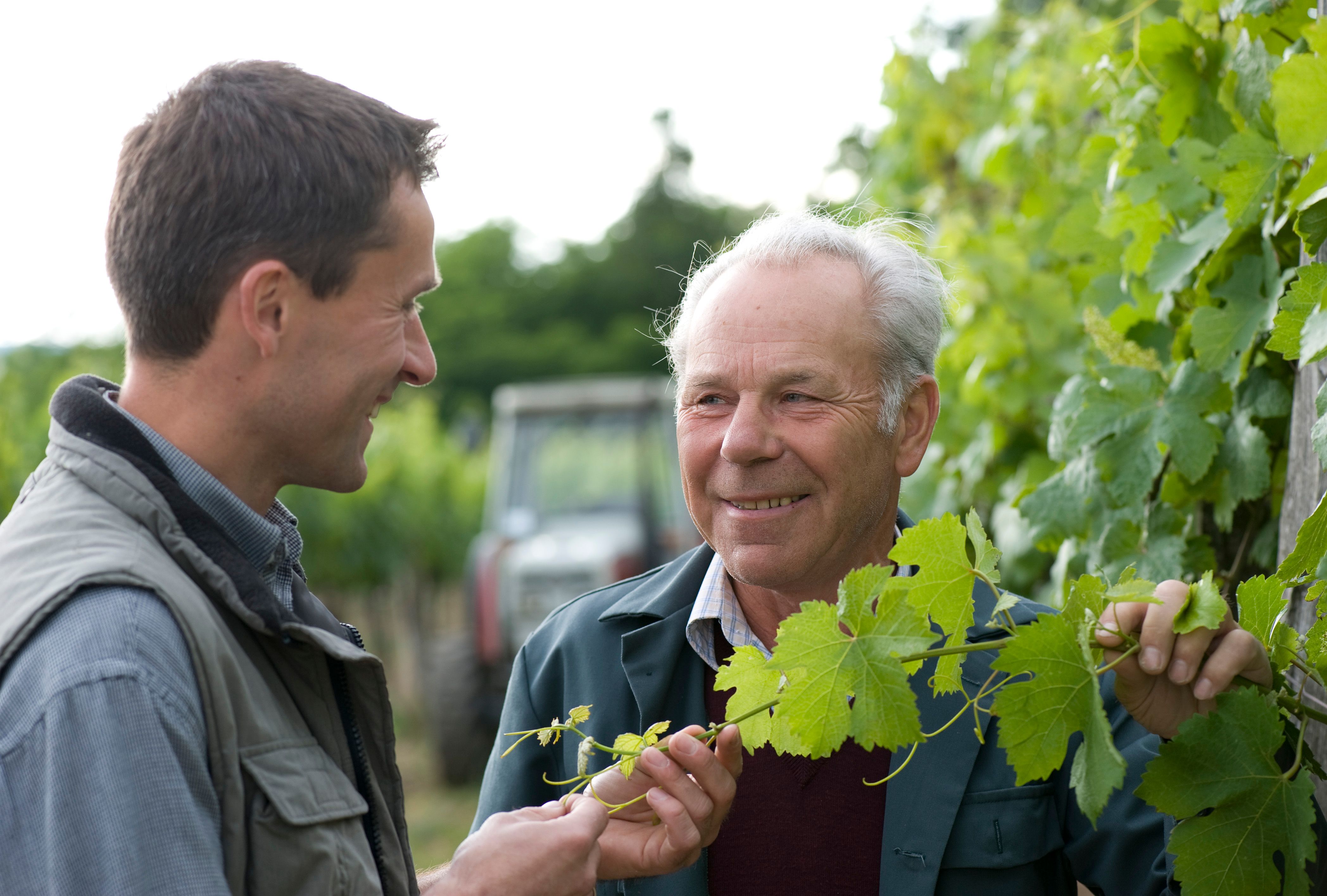 Two men in a vineyard talking and looking at vines.