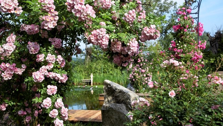 Rosenblüte im Cottage Garten, © Natur im Garten/Alexander Haiden