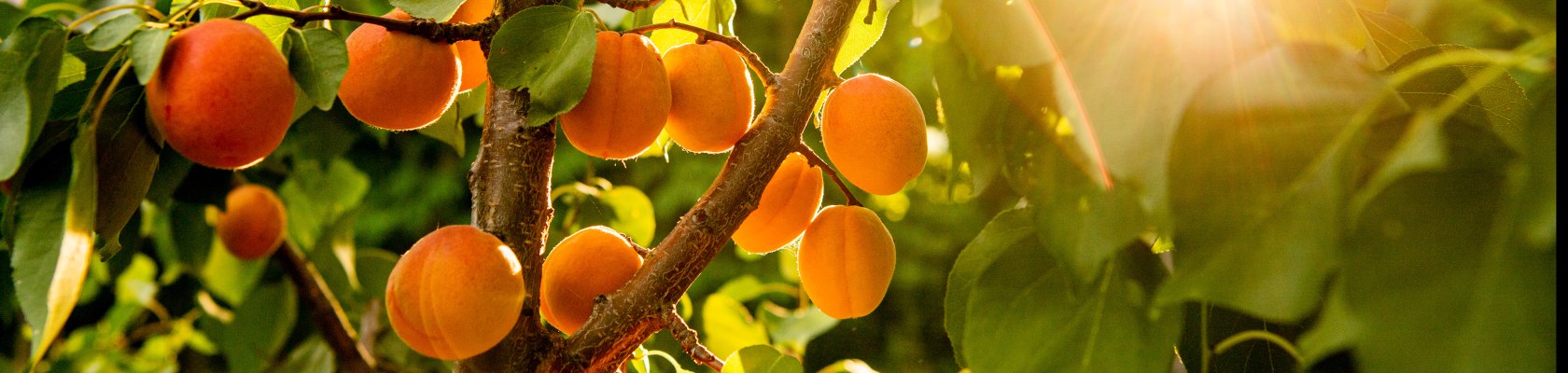 Sonnengereifte Marillen, © Weinviertel Tourismus / Herbst