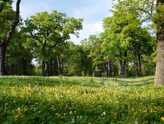 Blühende Wiese