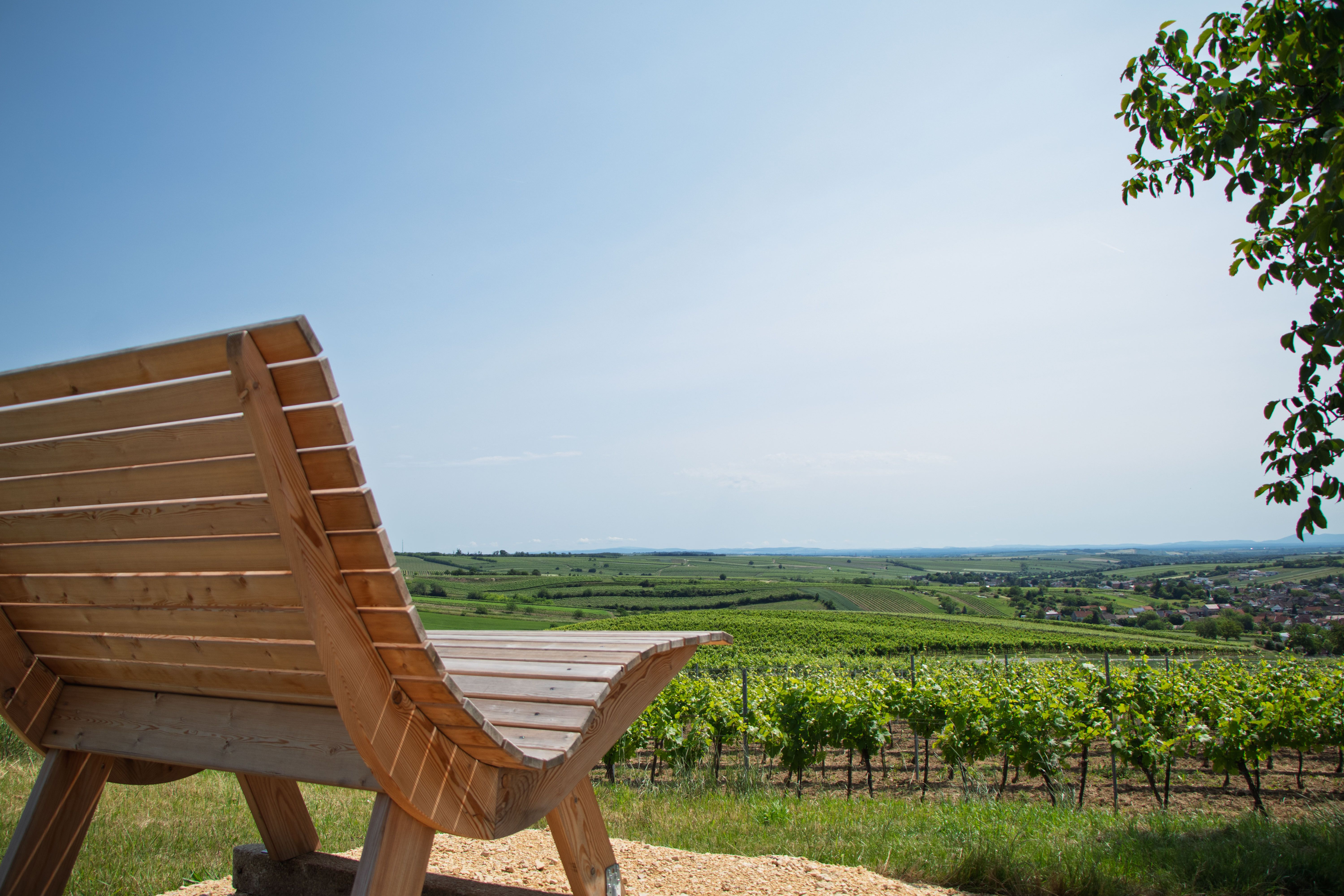Holzbank mit Blick auf grüne Weinberge unter blauem Himmel.