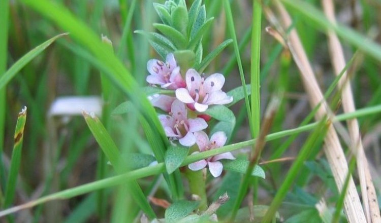 Nahaufnahme einer kleinen Pflanze mit rosa Blüten, umgeben von Gras.