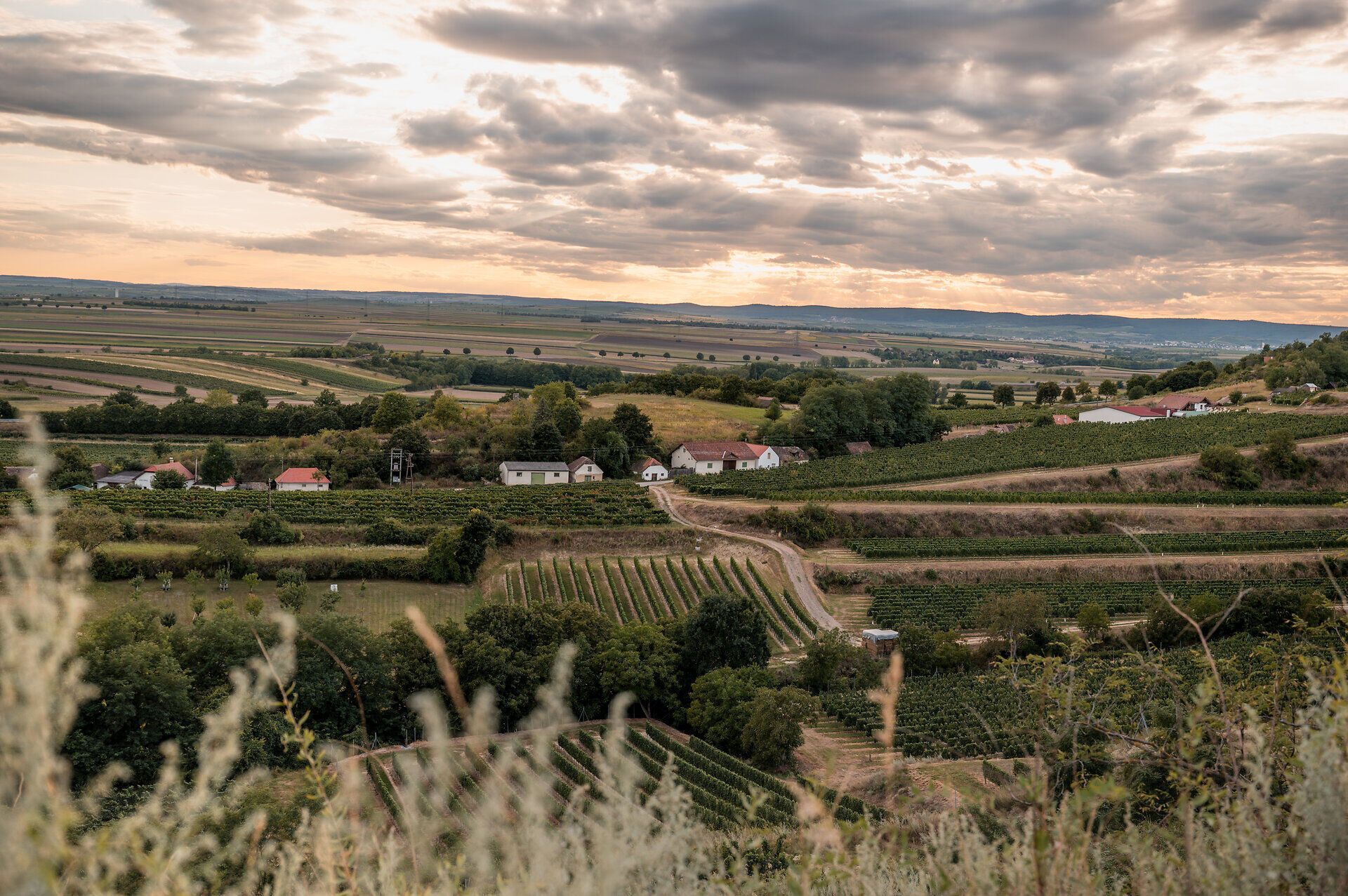 Blick über die sanft-hügelige Landschaft des Pulkautals mit Weingärten und Presshäusern.
