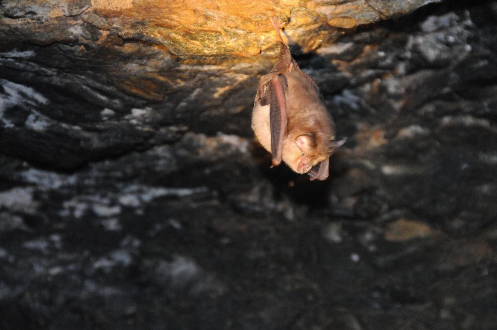 Fledermaus