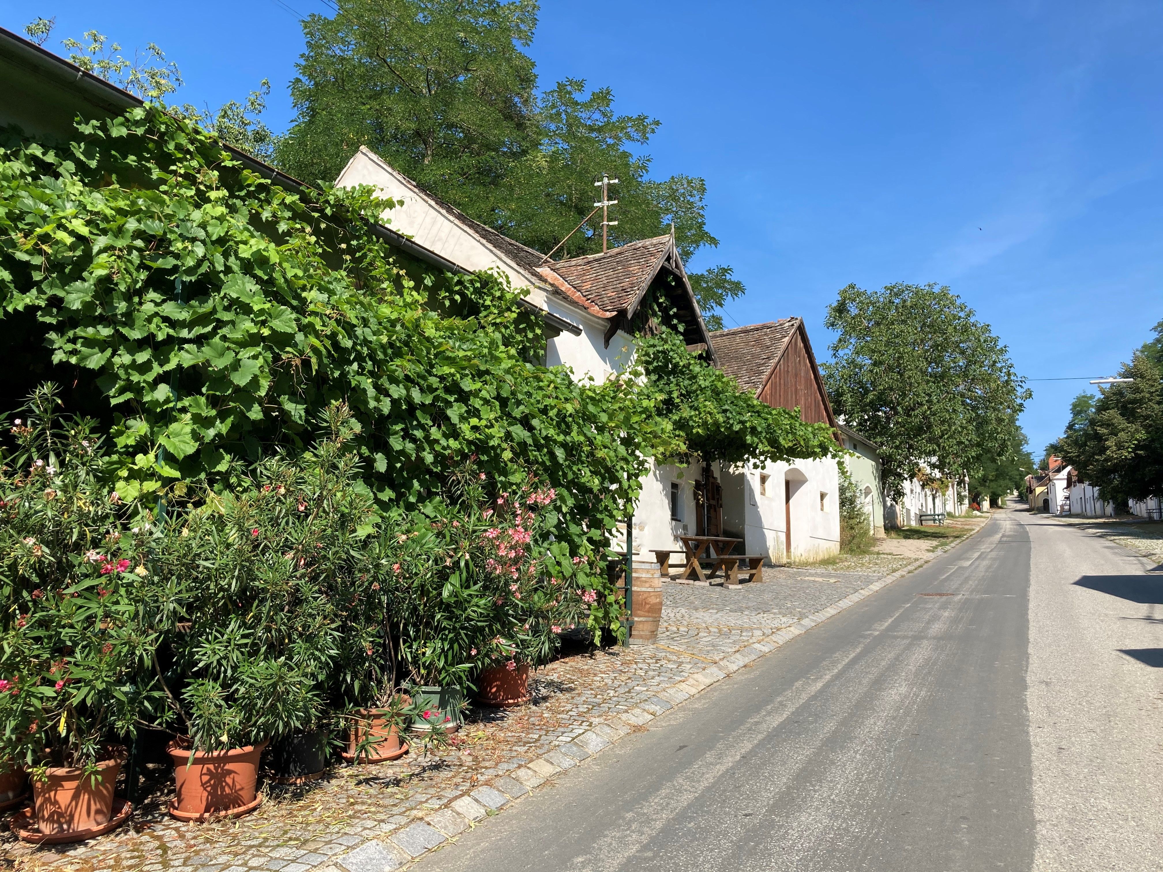 A quiet street with traditional houses surrounded by lush greenery and flowering plants.