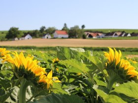 Sonnenblumenfeld, © Vino Versum Poysdorf
