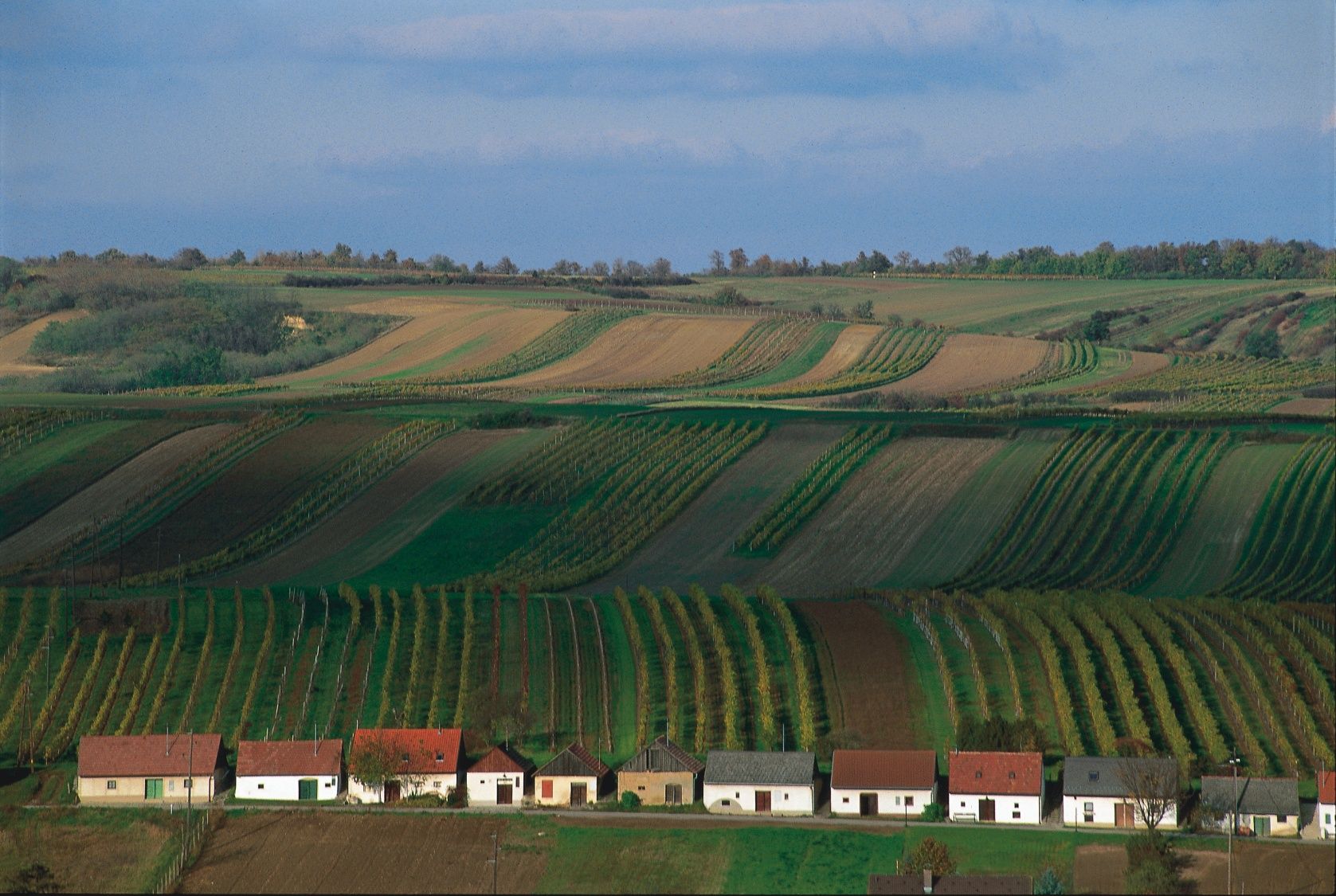 Weinberge mit kleinen Häusern in einer Kellergasse, umgeben von grünen Feldern und Hügeln.