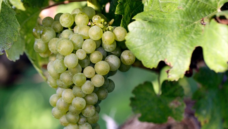 Nahaufnahme einer gr&uuml;nen Weintraube am Rebstock mit gr&uuml;nen Bl&auml;ttern.