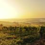 Landschaft im Weinviertel, © Regionales Weinkomitee Weinviertel / Robert Herbst