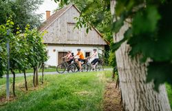 In der malerischen Kellergasse von Waltersdorf genießen Radfahrer eine wohlverdiente Pause. Umgeben von üppigen Weinreben und der sanften Hügellandschaft, strahlt die Atmosphäre Ruhe und Freude aus. Hier wird der Sommer in vollen Zügen erlebt, während die frische Luft und die Natur zum Verweilen einladen.