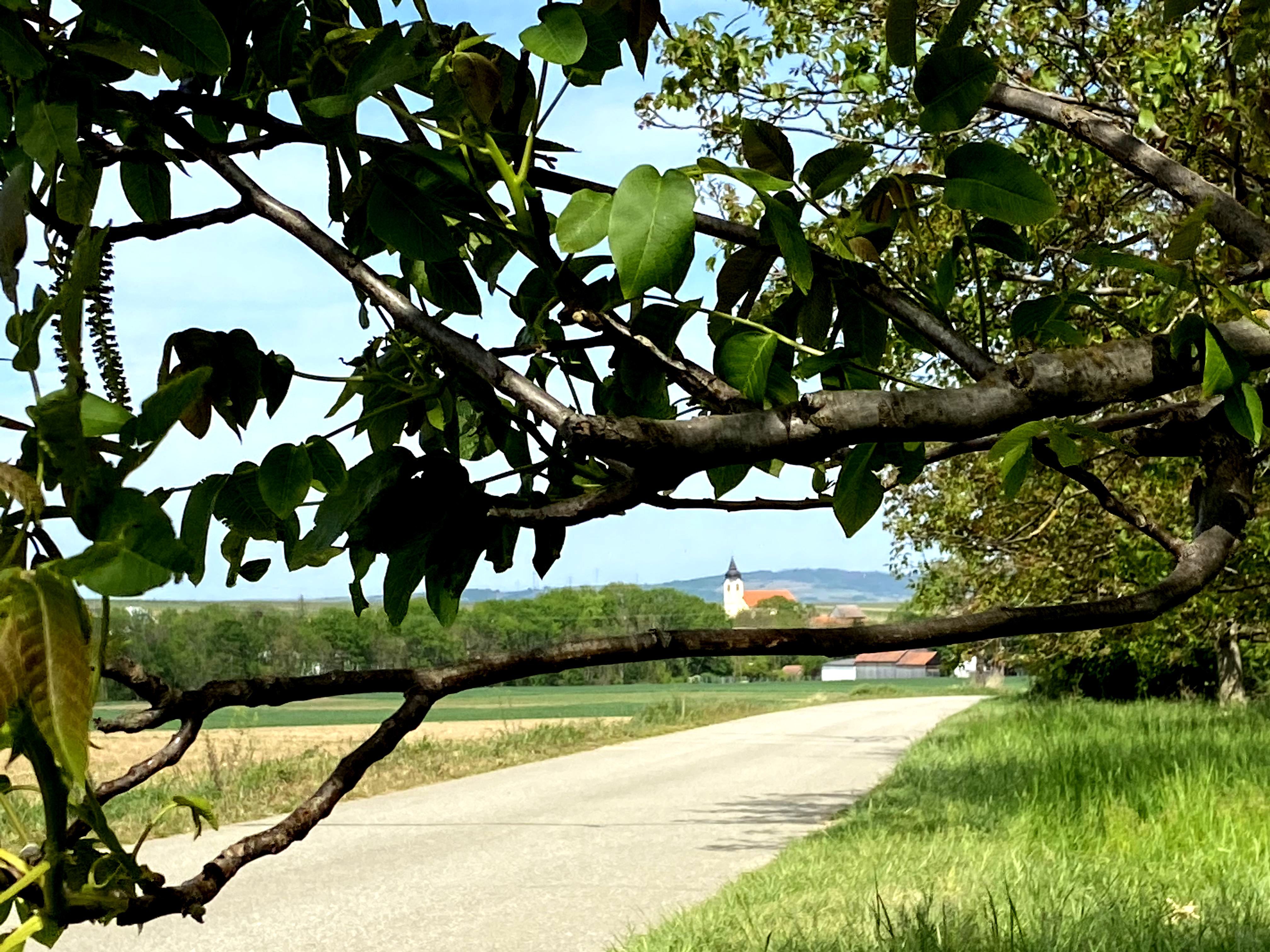 Blick durch Baumzweige auf eine Landstraße und eine Kirche im Hintergrund im Schmidatal.