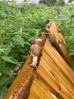 Weinbergschnecken kriechen auf einem hölzernen Zaun in einem grünen Garten.