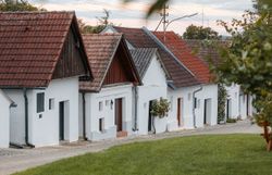 Weiß-gekalkte Presshäuser reihen sich in einer Kellergasse aneinander.