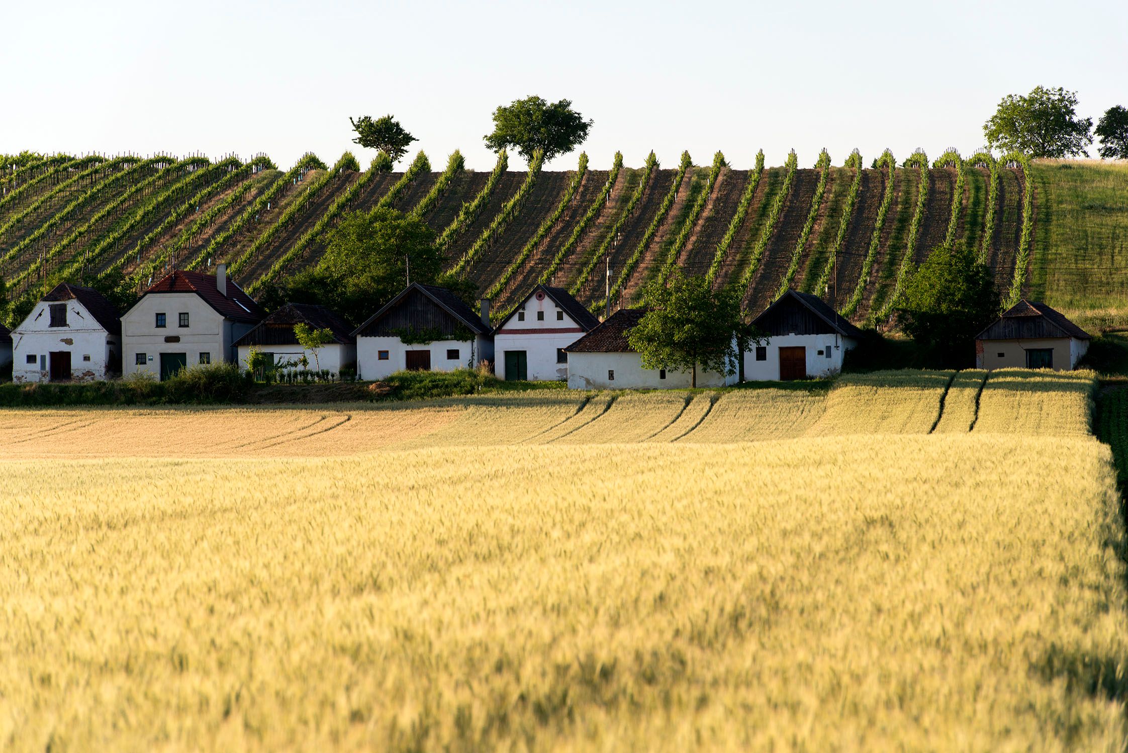Rows of vineyards behind a row of small houses, a wheat field in front.