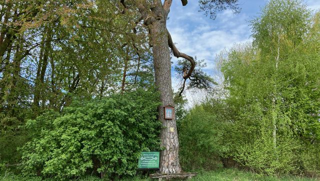 Riesige Föhre bei Weitersfeld