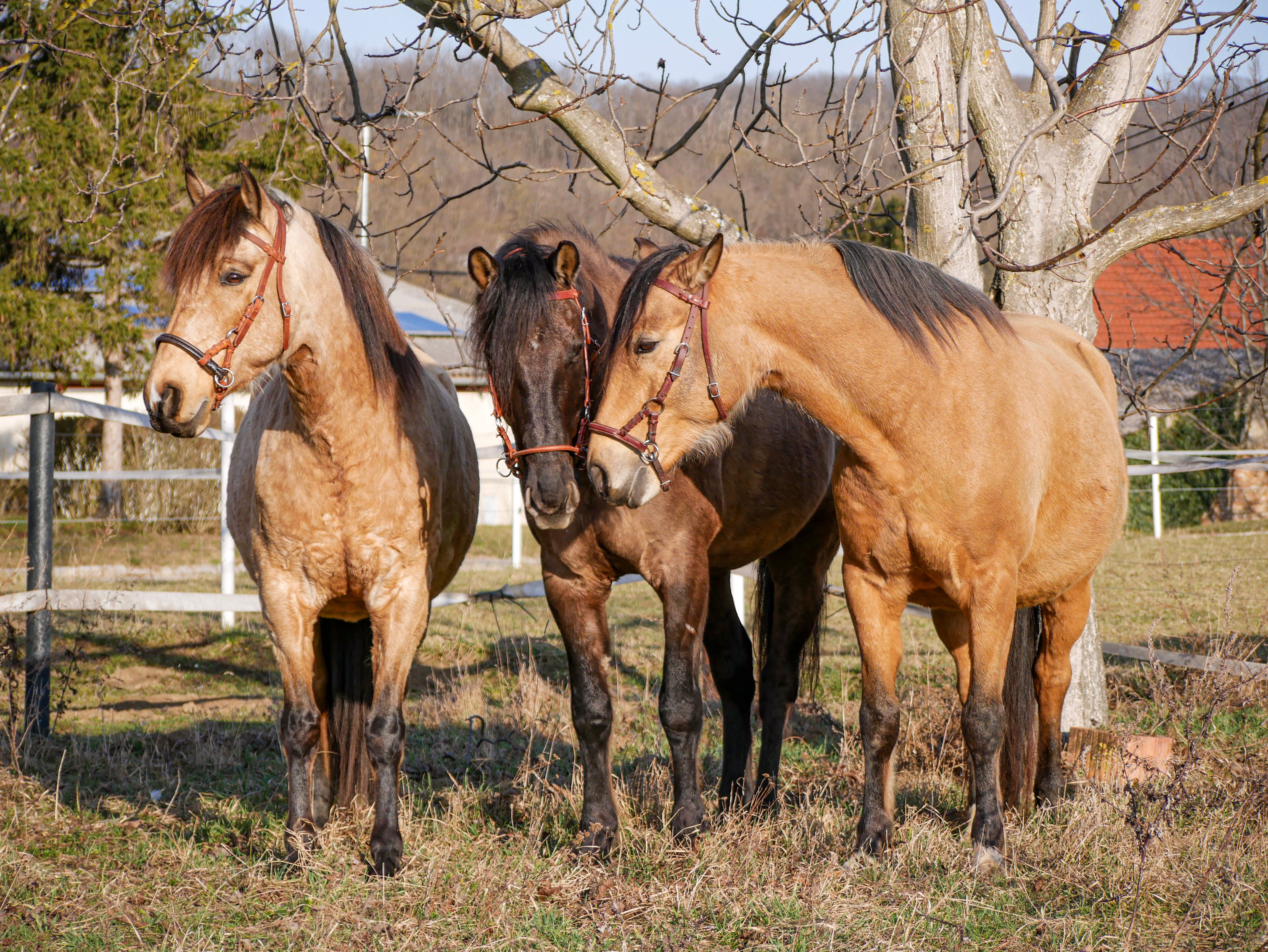 Drei Pferde stehen nebeneinander auf einer Weide neben einem Baum.