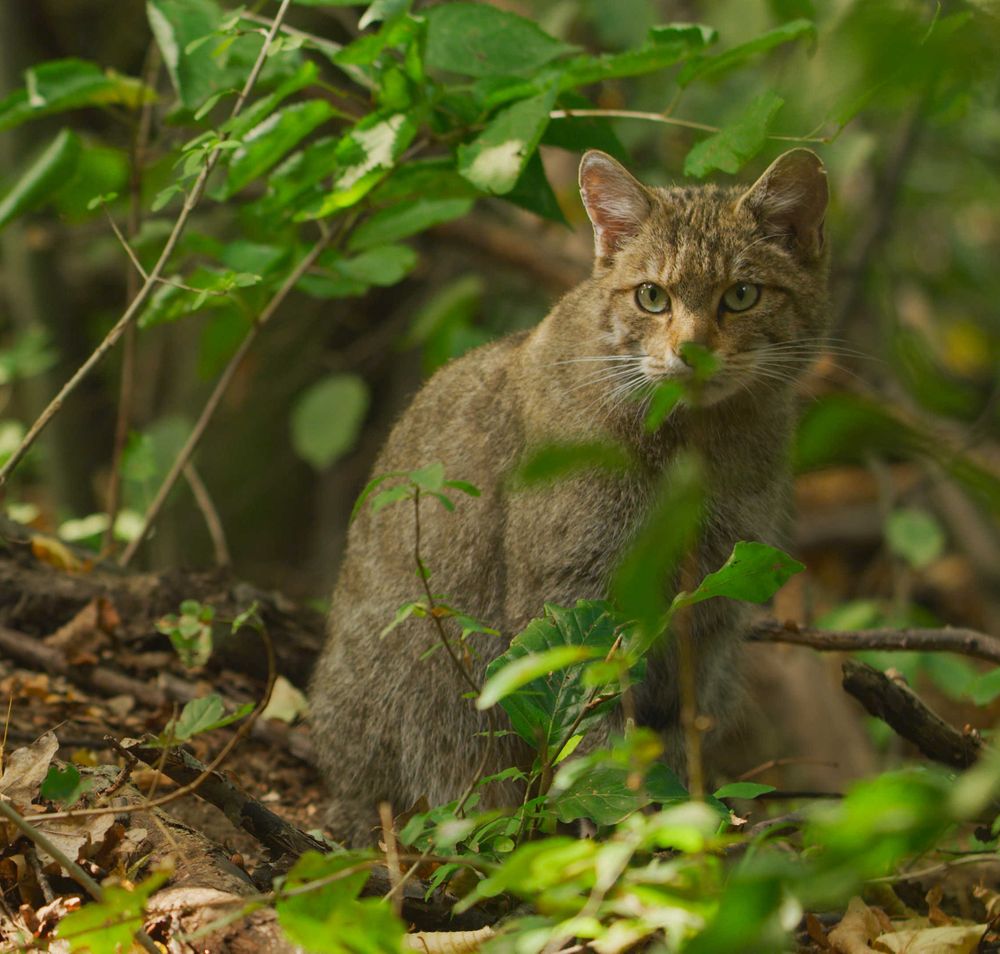 Eine Wildkatze blickt durchs Gebüsch.