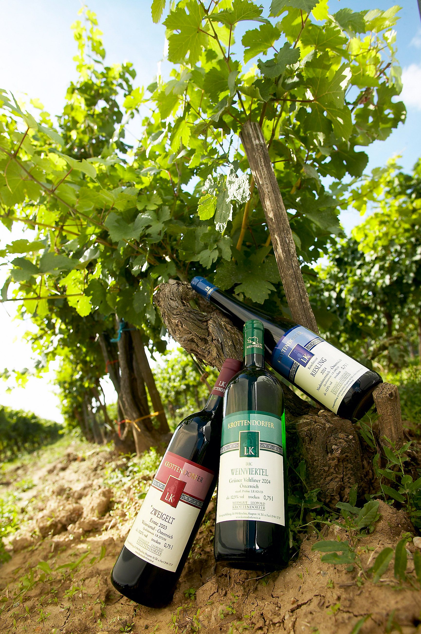 Drei Weinflaschen lehnen an einem Weinstock im Weinberg.