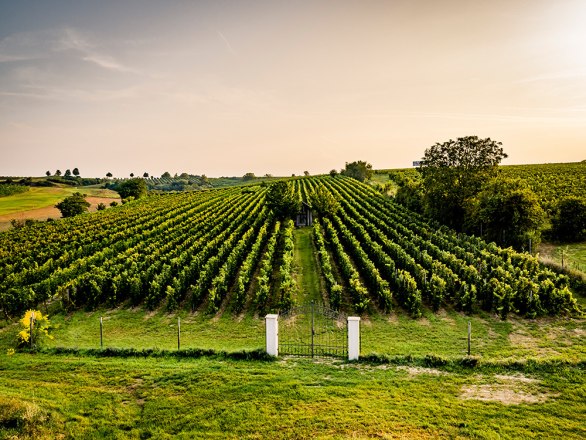Blick in den Weingarten, © Robert Herbst