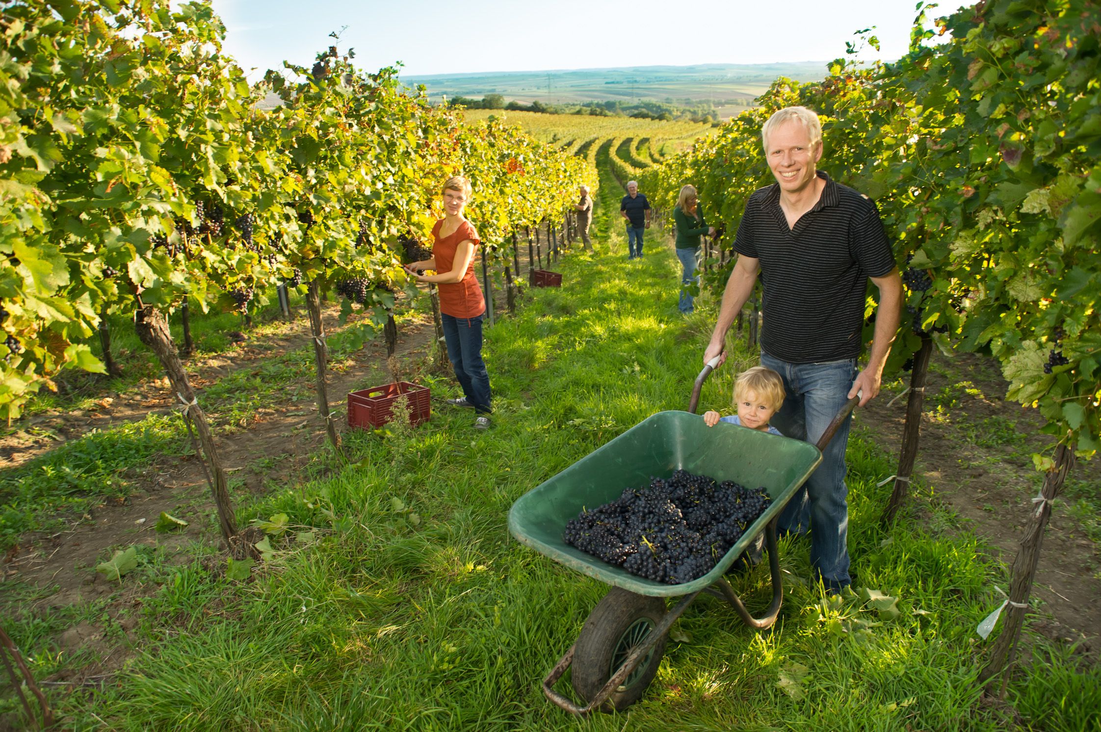 Menschen bei der Weinlese in einem Weinberg, ein Mann schiebt eine Schubkarre mit Trauben und einem Kind.