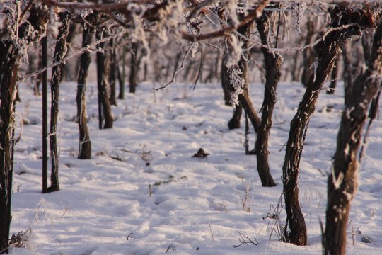 Verschneite Weinreben in den Weingärten ..., © Weinviertel Tourismus / Rieder