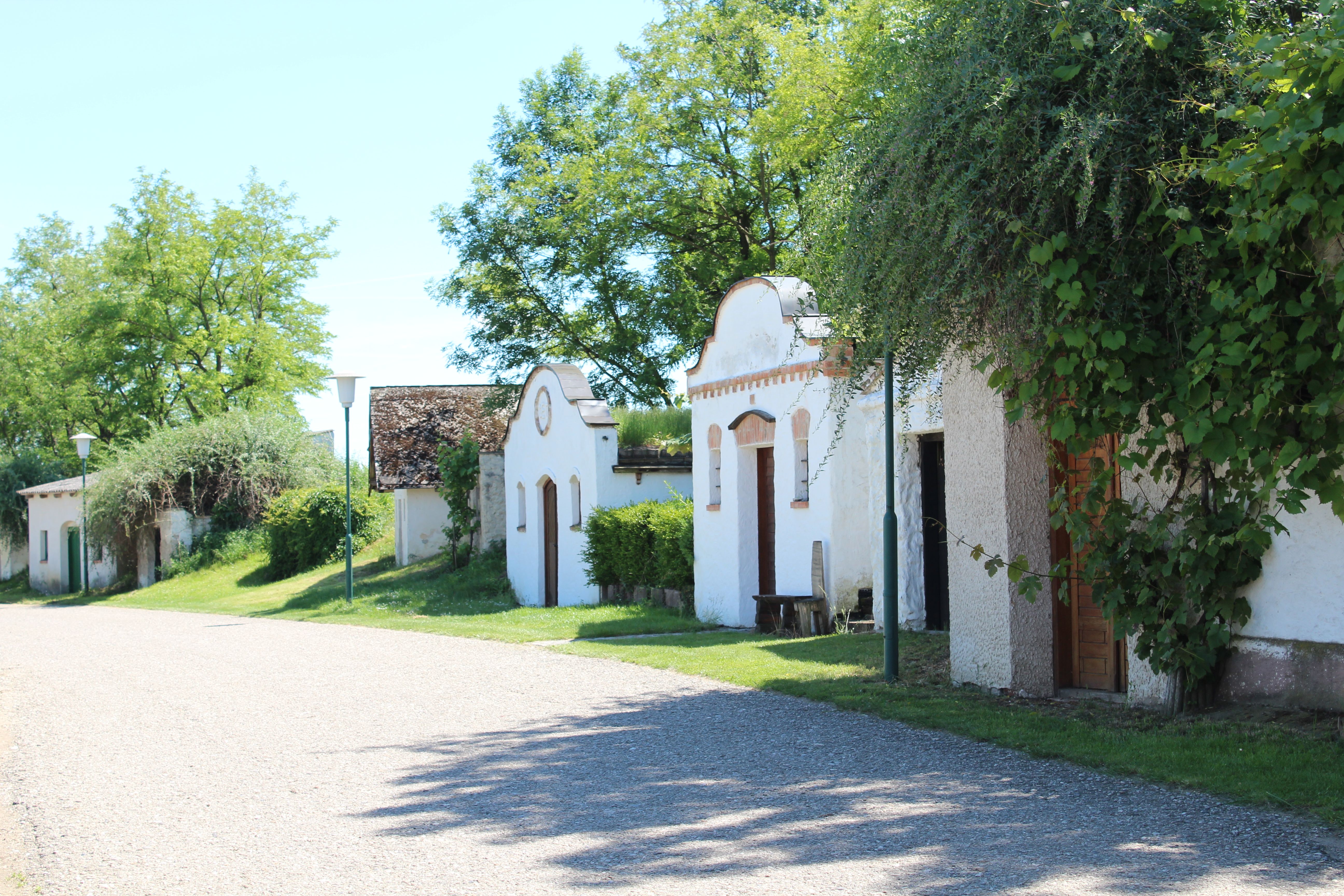 Reihe von traditionellen, weiß getünchten Weinkellern mit begrünten Dächern und Bäumen im Hintergrund.