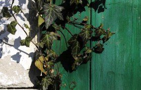 Grüne Holztür mit Efeu bewachsen.