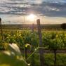 Sunset over a vineyard with green vines and a cloudy sky.