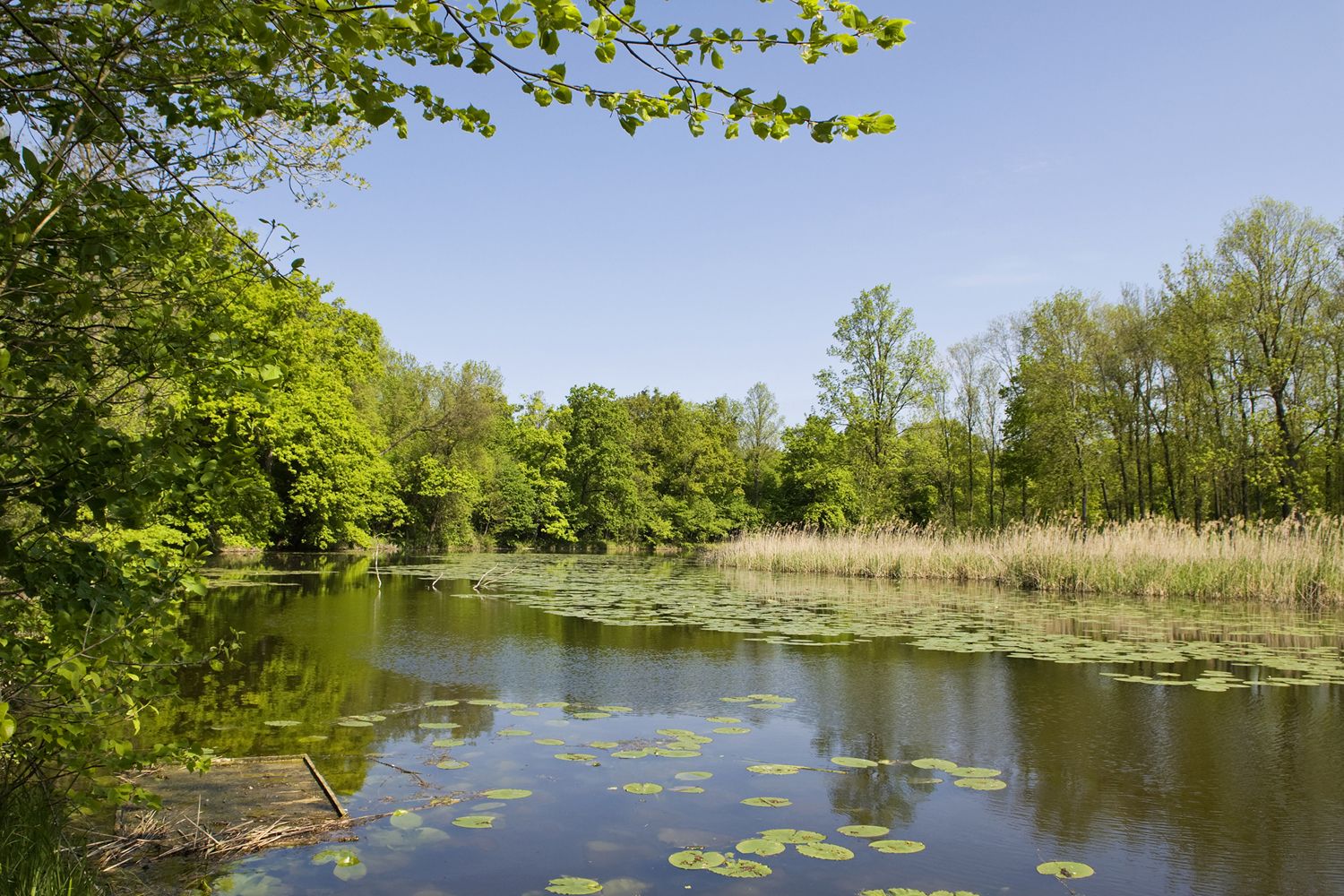 Ein ruhiger See mit Seerosen und umgeben von grünen Bäumen unter einem klaren blauen Himmel.