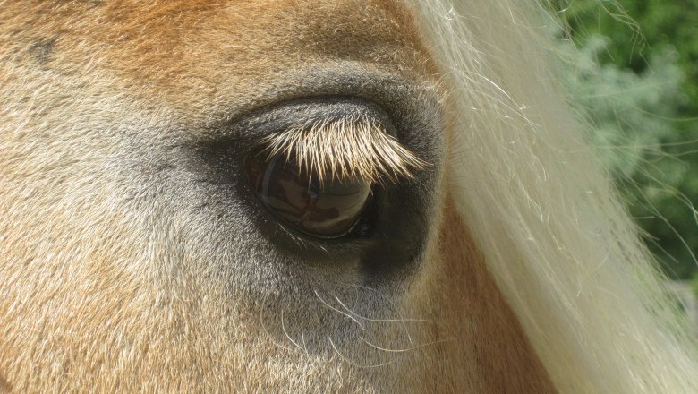 Faszination Pferd, © Liberty Ranch