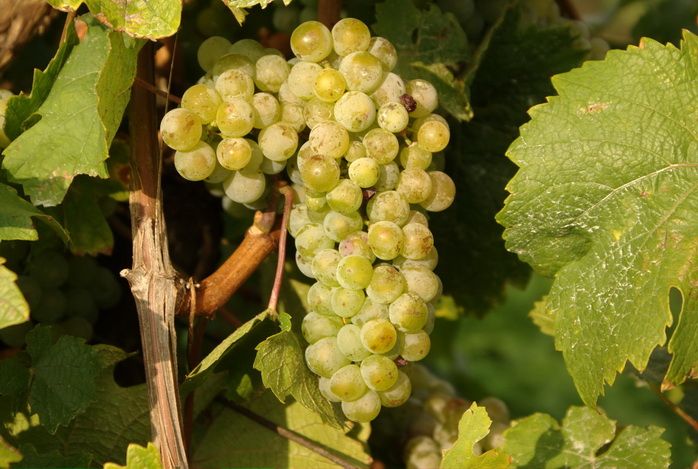 Close-up of green grapes on a vine with leaves.