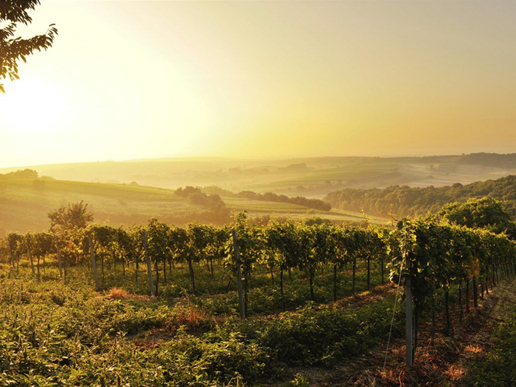 Vinice ve Weinviertelu při západu slunce.