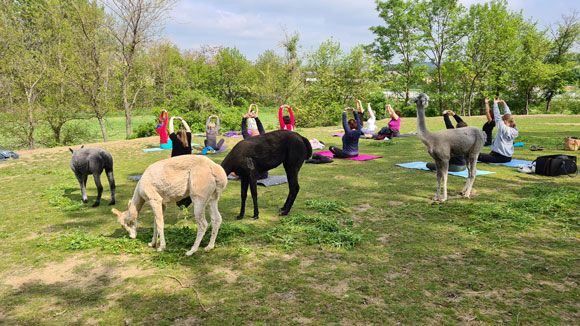 Alpakas grasen neben Menschen, die im Freien Yoga praktizieren.