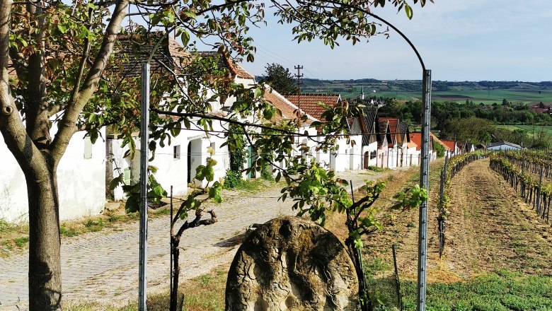 Weinberge und Kellerh&auml;user in Haugsdorf, &Ouml;sterreich.
