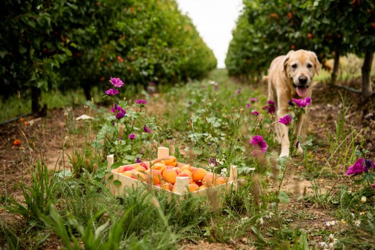 besonders Schleckermäulchen tierisch-große Freude!, © Weinviertel Tourismus / Herbst
