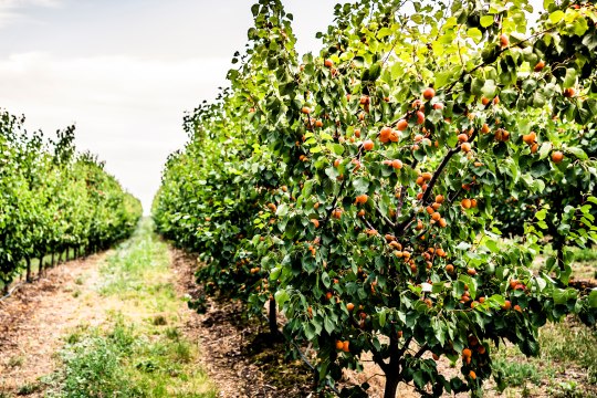 saftige Marillen gedeihen,, © Weinviertel Tourismus / Herbst