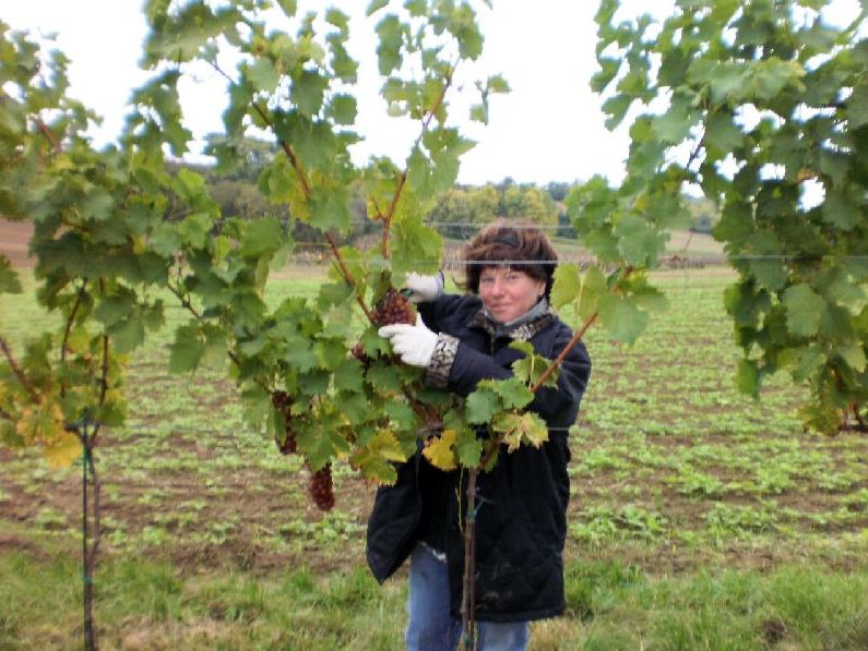 Person harvesting grapes in a vineyard.