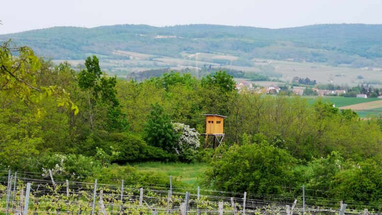 Vineyard in the Weinviertel with a raised hide and hills in the background.